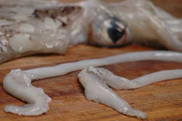 squid.jpg